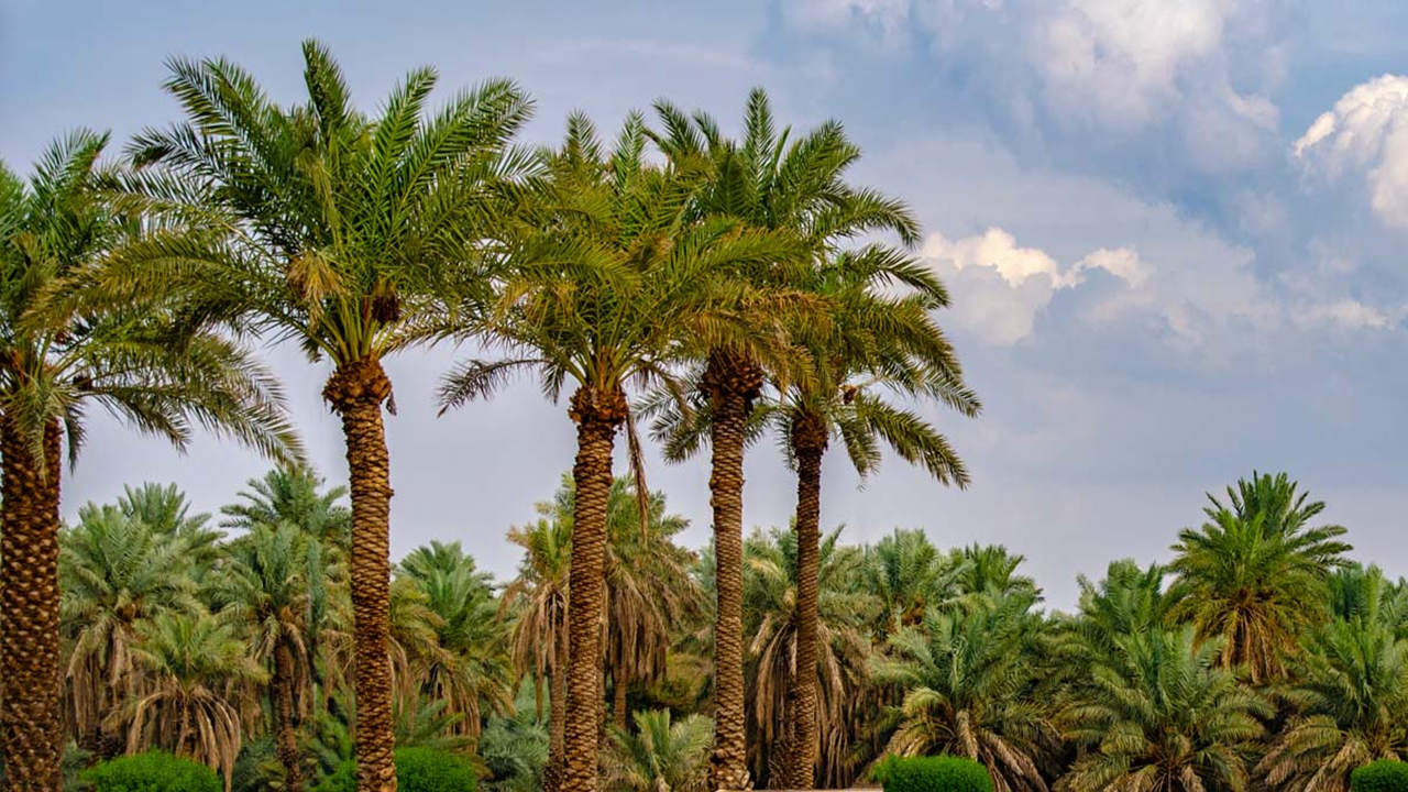 این درخت مانند انسان عاشق میشود این درخت مانند انسان عاشق میشود