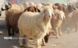 کاهش تعداد دام سبک پرواری در بهار سال جاری کاهش تعداد دام سبک پرواری در بهار سال جاری