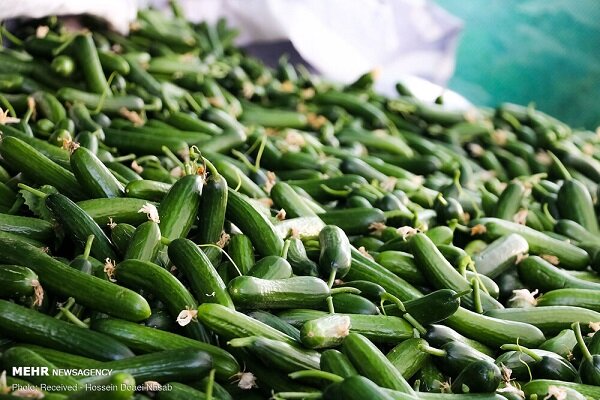 هر کیلو گرم خیار در رنج ۸۰ هزار تومان+ قیمت انواع میوه و سبزی‌جات