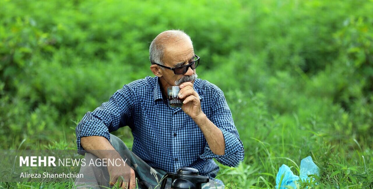 ۶۶ هزار تن برگ سبز چای خرید تضمینی شد