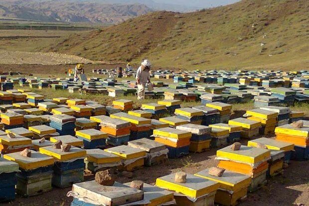 درآمد ۵.۶ میلیون دلاری صادرات عسل برای کشور درآمد ۵.۶ میلیون دلاری صادرات عسل برای کشور