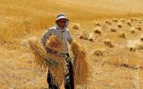 مطالبات گندمکاران تا پایان شهریور ماه پرداخت می‌شود