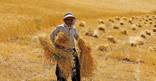 مطالبات گندمکاران تا پایان شهریور ماه پرداخت می‌شود