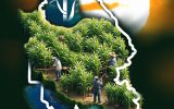 نیشکر، ریشه در روستا نیشکر، ریشه در روستا