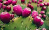 ابلاغیه پرورش کاکتوس در راستای توسعه کشت گیاهان کم آب‌بر