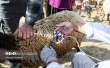 اجرای واکسیناسیون علیه بیماری لمپی‌اسکین در ۱۷ استان