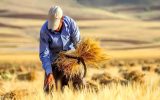 امسال چند هکتار از اراضی کشاورزی به کشت گندم اختصاص می‌یابد؟