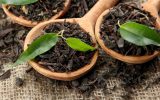 چای با ارز ترجیحی وارد نمی‌شود