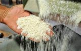 جریان سموم بی‌کیفیت در ساقه‌های برنج ایرانی