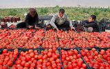 قیمت گوجه‌فرنگی کاهشی شد