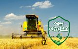 اجباری شدن بیمه گندم و دانه‌های روغنی در سال زراعی ۱۴۰۳-۱۴۰۴