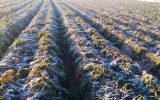 تهدیدی برای قطب کشاورزی زمستانی ایران