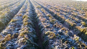 تهدیدی برای قطب کشاورزی زمستانی ایران
