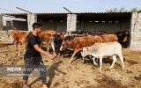 خرید تضمینی دام سنگین کشور آغاز شد خرید تضمینی دام سنگین کشور آغاز شد