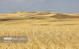 خطر بیش‌بود تولید گندم در سال زراعی جدید