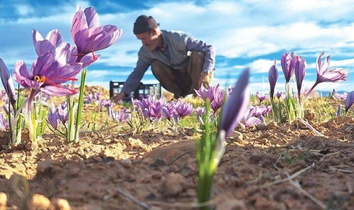 خطر فروش فله‌ای زعفران در خراسان جنوبی؛ دست فروشی ممنوع !