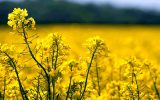 خودکفایی کالاهای اساسی با حرف محقق نمی‌شود