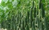سرمای هوا قیمت برخی صیفی‌جات را افزایش داد