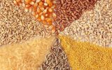 ظرفیت ایران در صنایع غذایی بدون استفاده مانده است