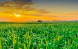 چاره‌ای جز حمایت از بخش کشاورزی نداریم