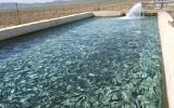 پرورش  ۹هزار تُن انواع ماهی سردابی و گرمابی در استان تهران