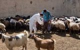 دستیابی به دانش فنی تولید فرم آلی عنصر روی برای تغذیه دام و طیور دستیابی به دانش فنی تولید فرم آلی عنصر روی برای تغذیه دام و طیور