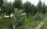 سالانه ۱۵ میلیارد اصله درخت در جهان از بین می رود