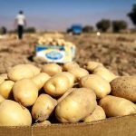 افزایش صادرات سیب‌زمینی؛ عامل اصلی گرانی یا فرصت اقتصادی؟