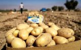 افزایش صادرات سیبزمینی؛ عامل اصلی گرانی یا فرصت اقتصادی؟ افزایش صادرات سیبزمینی؛ عامل اصلی گرانی یا فرصت اقتصادی؟