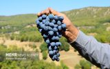 «نیشتر سرشماری» به زخم کشاورزی استان سمنان