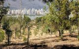 پارک چیتگر با کاشت درخت احیا می‌شود