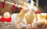 چالشهای واردات مرغ گوشتی و ضرورت شفافسازی در اجرای طرح آرین چالشهای واردات مرغ گوشتی و ضرورت شفافسازی در اجرای طرح آرین