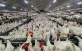 چالشهای نفس گیر صنعت مرغداری در خراسان جنوبی؛ مرغدار چشم انتظار حمایت چالشهای نفس گیر صنعت مرغداری در خراسان جنوبی؛ مرغدار چشم انتظار حمایت