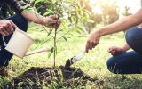 کاشت ۱۰ میلیون اصله نهال در هفته منابع طبیعی