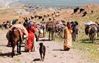 آغاز کوچ عشایر زاگرسی به مناطق ییلاقی آغاز کوچ عشایر زاگرسی به مناطق ییلاقی