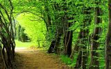 با همیاری مردم محلی، جنگل‌های زاگرس را نجات دهیم
