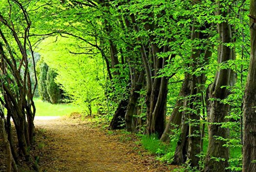 با همیاری مردم محلی، جنگلهای زاگرس را نجات دهیم با همیاری مردم محلی، جنگلهای زاگرس را نجات دهیم
