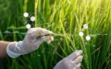 راهکار واقعگرایانه اروپا برای تامین امنیت غذایی