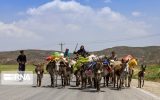 کوچ عشایر زاگرسی به مناطق ییلاقی از امروز آغاز شد