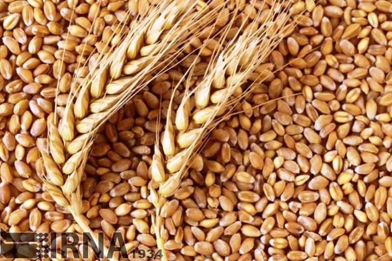 اهداف برنامه بیمه اجباری گندم و دانههای روغنی محقق شد اهداف برنامه بیمه اجباری گندم و دانههای روغنی محقق شد