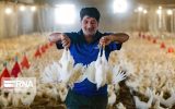 تولید مازاد گوشت مرغ و تخم مرغ سبب افت قیمت در بازار شده‌است