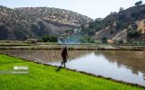 کشت بیرویه برنج در استانهای کمآب؛ سیاستهای تشویقی ناکام ماند کشت بیرویه برنج در استانهای کمآب؛ سیاستهای تشویقی ناکام ماند