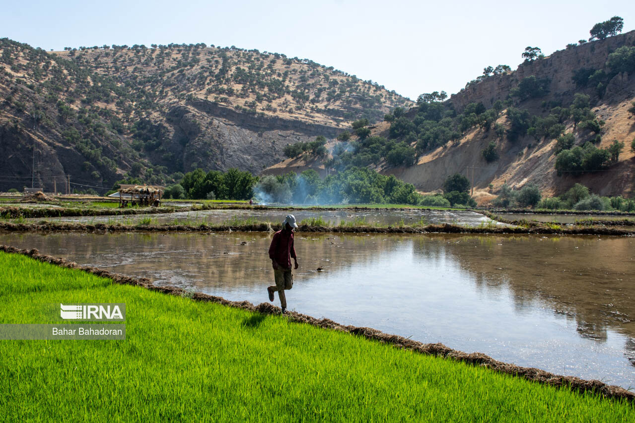 کشت بیرویه برنج در استانهای کمآب؛ سیاستهای تشویقی ناکام ماند کشت بیرویه برنج در استانهای کمآب؛ سیاستهای تشویقی ناکام ماند