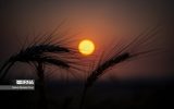 جای خالی تابش پرتو اتم‌ها بر خوشه‌های طلایی ایلام