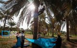 فرآوری ضایعات کشاورزی، تضمین سود، سرمایهگذاری و اشتغال +فیلم فرآوری ضایعات کشاورزی، تضمین سود، سرمایهگذاری و اشتغال +فیلم