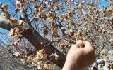 دماوند در شوک سرمای ناگهانی/ باغات میوه دچار سرمازدگی شدند