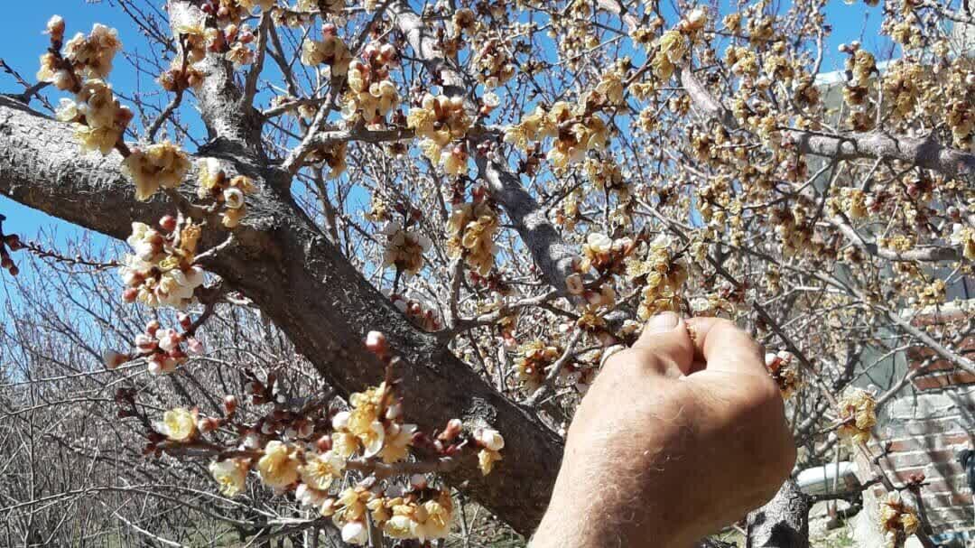 دماوند در شوک سرمای ناگهانی/ باغات میوه دچار سرمازدگی شدند دماوند در شوک سرمای ناگهانی/ باغات میوه دچار سرمازدگی شدند