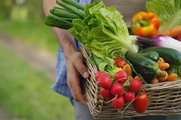 محصولات تراریخته امنیت غذایی جهانی را بهبود داد محصولات تراریخته امنیت غذایی جهانی را بهبود داد