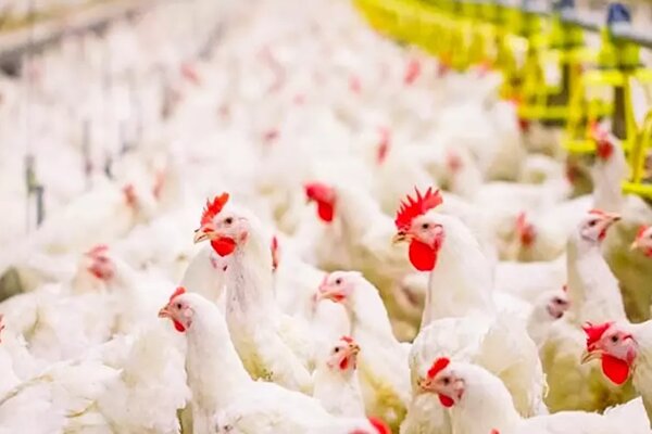 بومیسازی سویه آرین ره به ترکستان است بومیسازی سویه آرین ره به ترکستان است