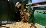 کاهش تولید گندم در سال جاری به علت خشکسالی